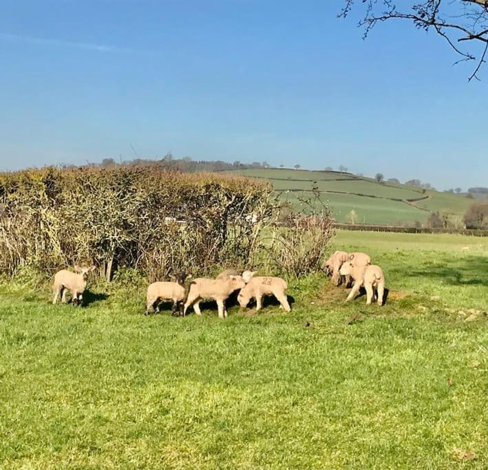אקסטר Rural Devon Retreat In Stunning Exe Valley. מראה חיצוני תמונה